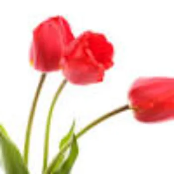 Red Tulip Flower